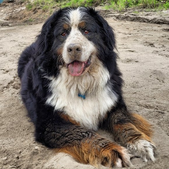 Meet your Posher, Liv - Picture 7 of 10